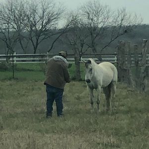 Free Horse  Jessehipolito  call 512) 995-0051